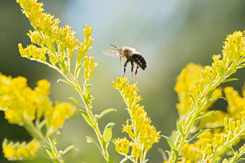Food and habitat are the most important factors in helping bees