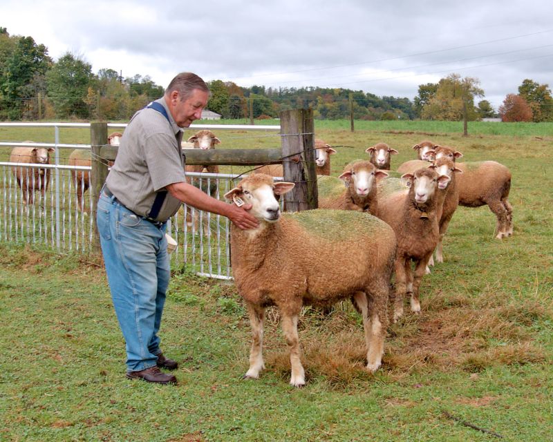 For Winesburg retiree, selective breeding is the key to a successful flock