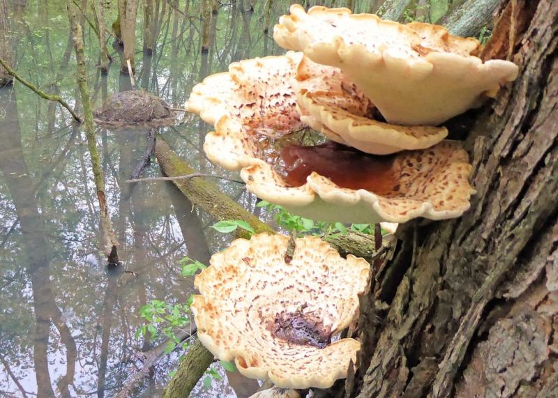 Fun guy finally finds elusive fungi