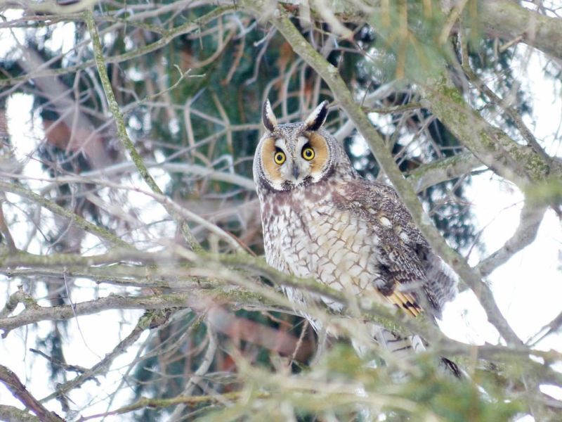 Fundraiser is brewing up to benefit the Zoar Wetland Arboretum