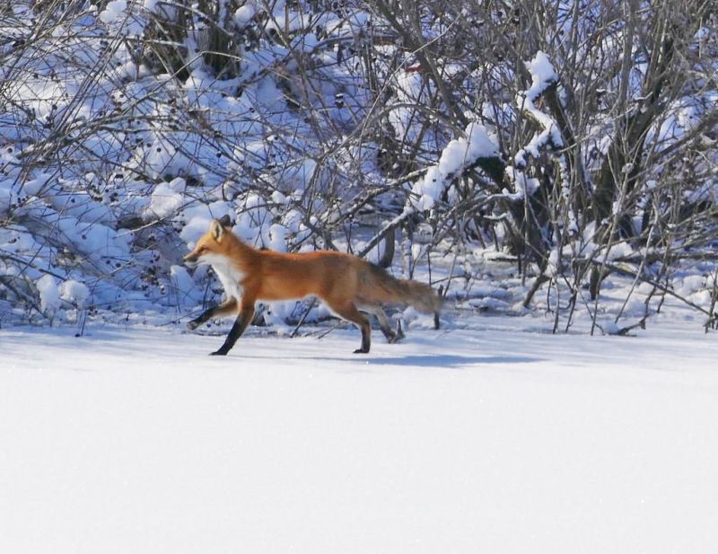 Fundraiser is brewing up to benefit the Zoar Wetland Arboretum