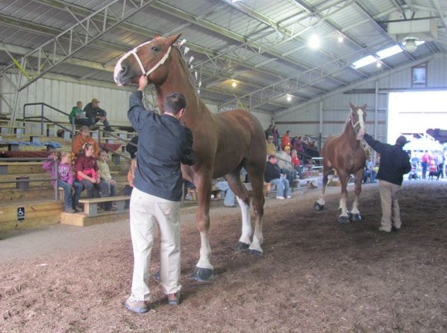 Gentle giants of the equine world participate in Tuscarawas County Fair