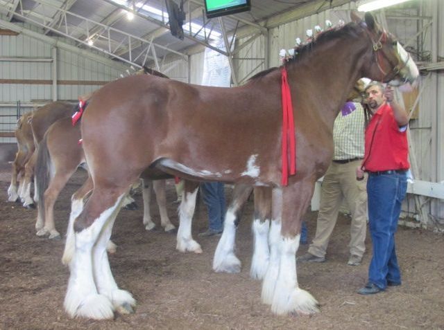Gentle giants of the equine world participate in Tuscarawas County Fair