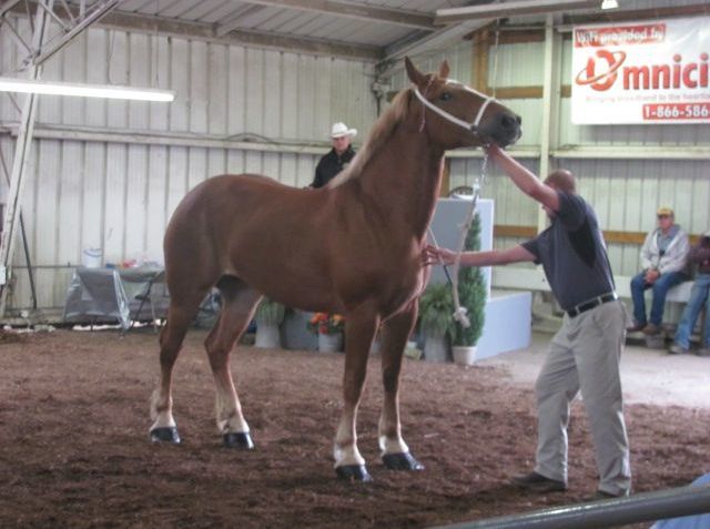 Gentle giants of the equine world participate in Tuscarawas County Fair