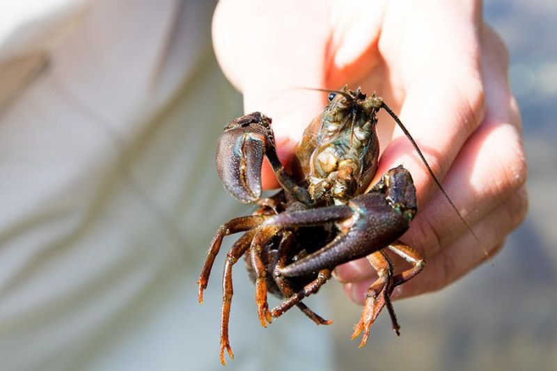 Get your feet wet at Crawdad Derby