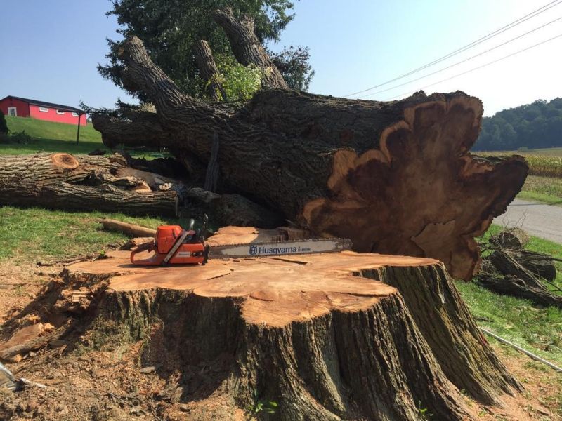 Giant tree comes down in Trail