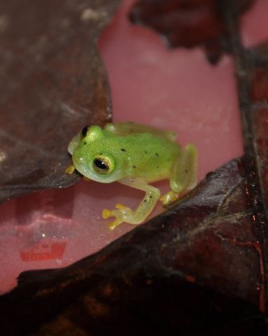 Glass frogs reveal surprising survival mechanisms