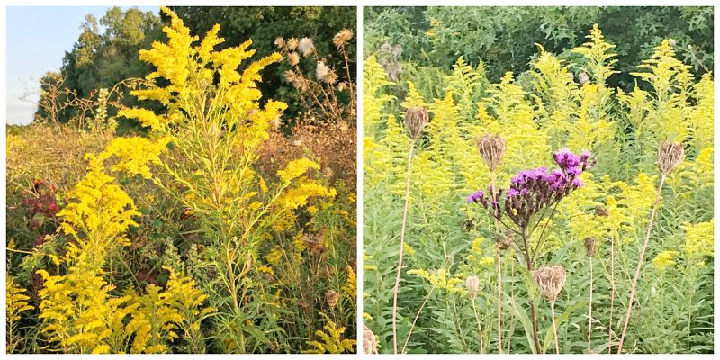 Goldenrod is a dazzling introduction to the next season