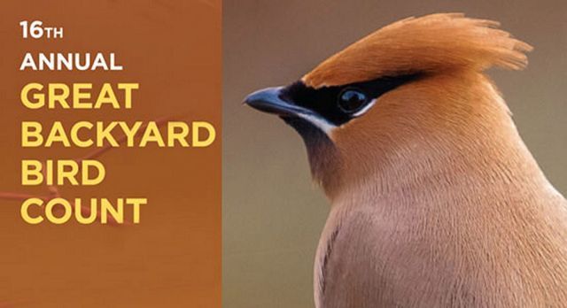 Great Backyard Bird Count goes global
