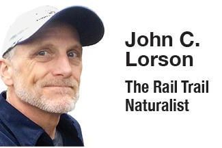 A guide through the land of flesh-eating plants