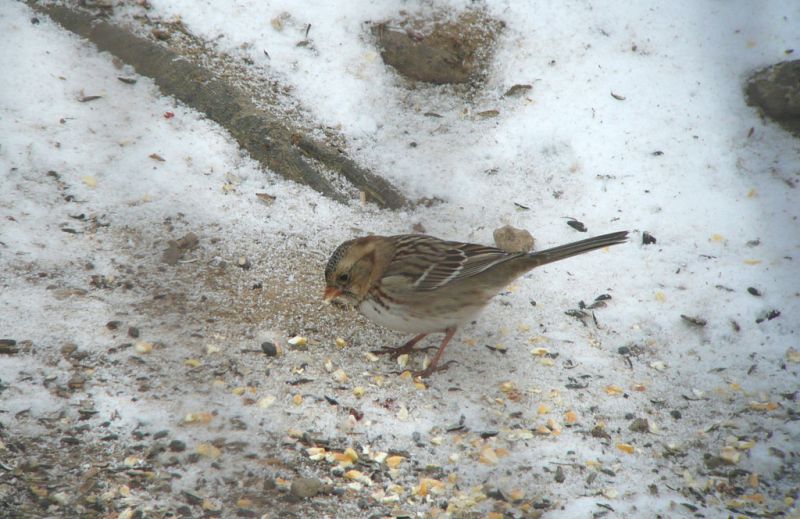 Harris's Sparrow visiting a feeder near Apple Creek