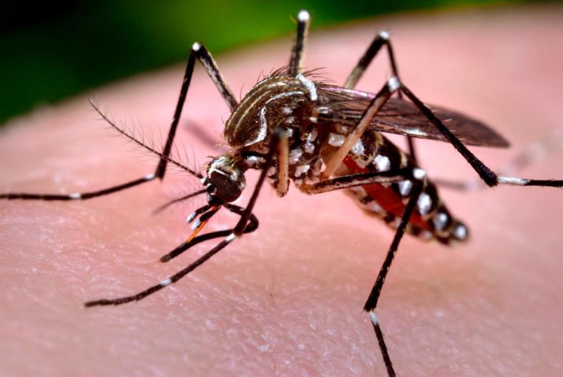 Health Dept. warns of West Nile outbreak