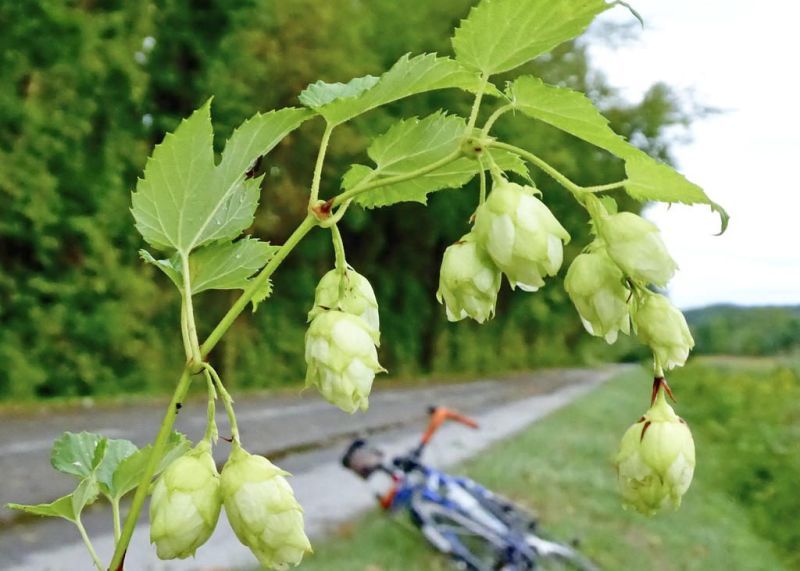 History is brewing in a hop along the trail