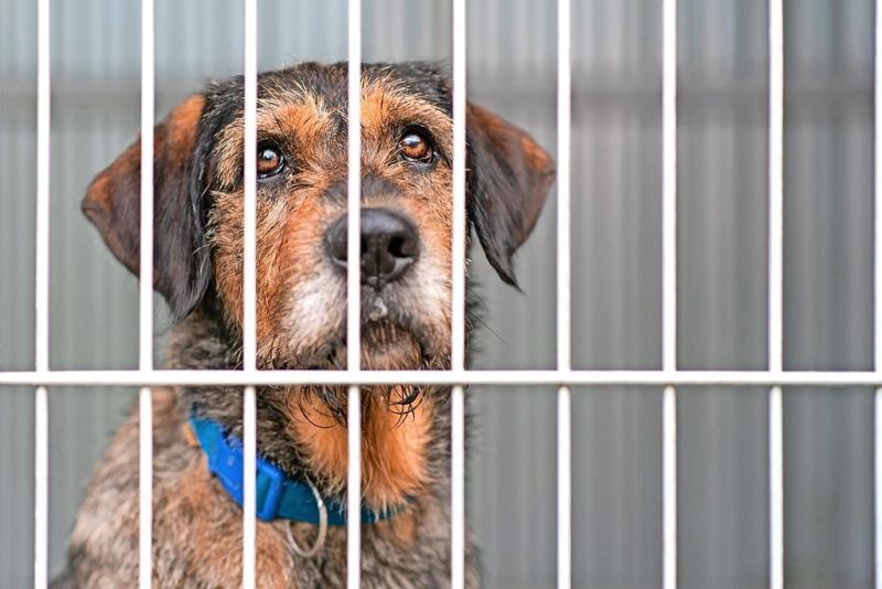 Holmes County dog warden set to raise tag fees to $19