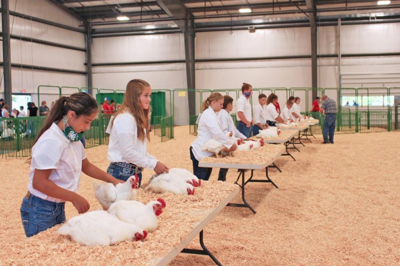 Holmes County Fair Junior Fair winners