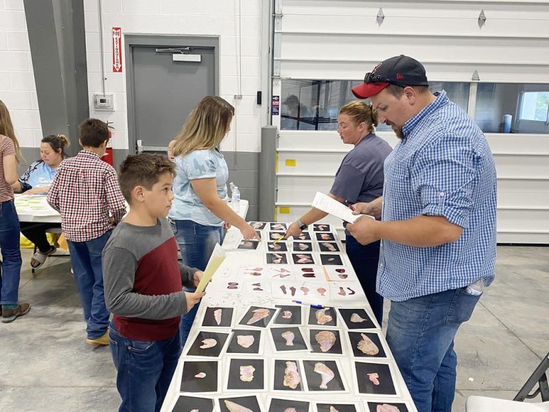 Livestock book judging a big step in the process for 4-Hers