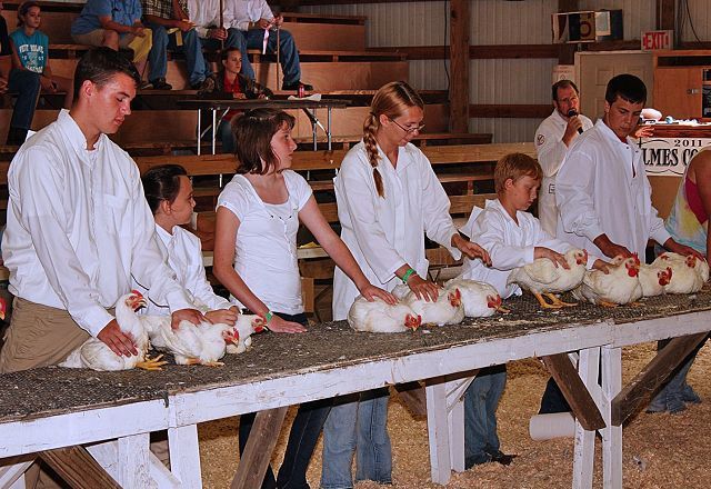 Holmes County Fair Poultry Showmanship results