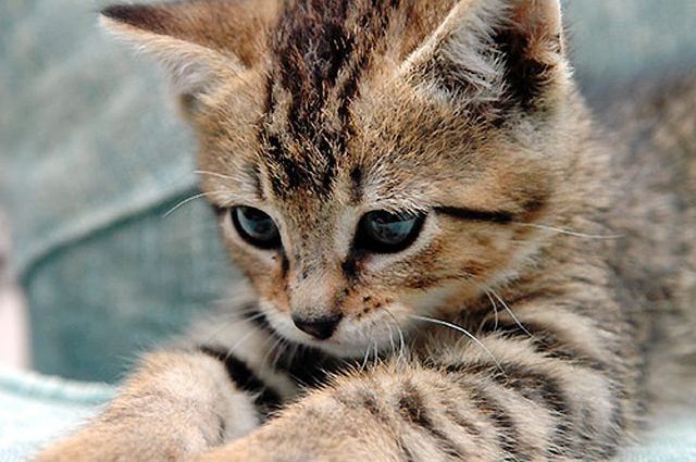 Holmes County Humane Society elects board members