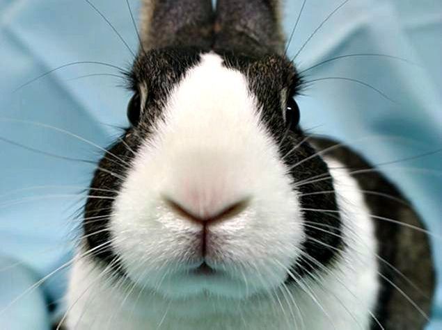 Homeless Hares Giving Tree helps homeless animals in the region