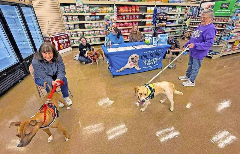 How to give a shelter dog a new lease on life