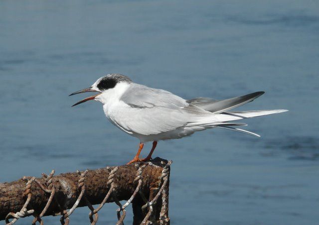 Huge numbers of water birds at the Salton Sea and Bolsa Chica, Calif.