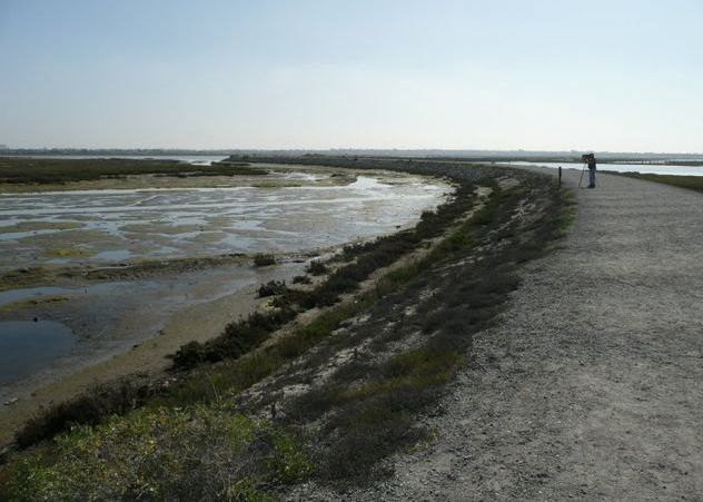 Huge numbers of water birds at the Salton Sea and Bolsa Chica, Calif.