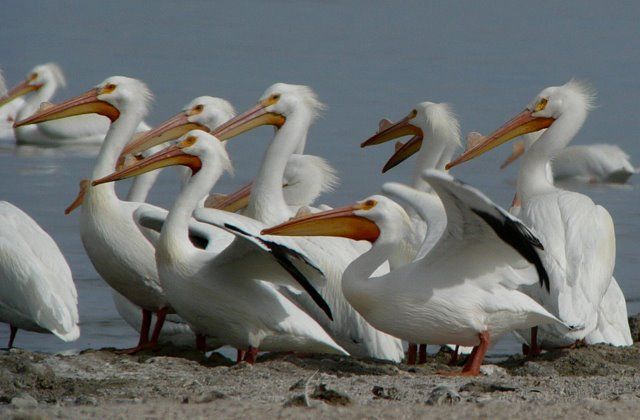 Huge numbers of water birds at the Salton Sea and Bolsa Chica, Calif.