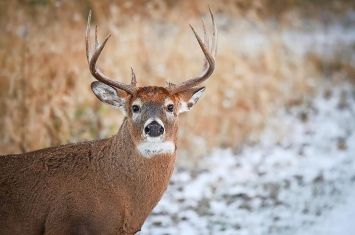 Hunters harvest nearly 27,000 deer on opening day