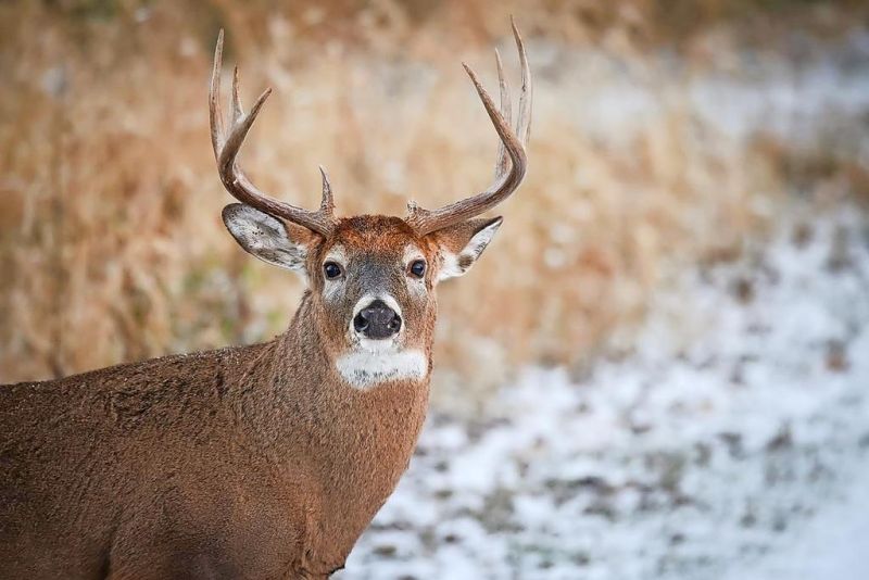 Hunters harvest nearly 27,000 deer on opening day