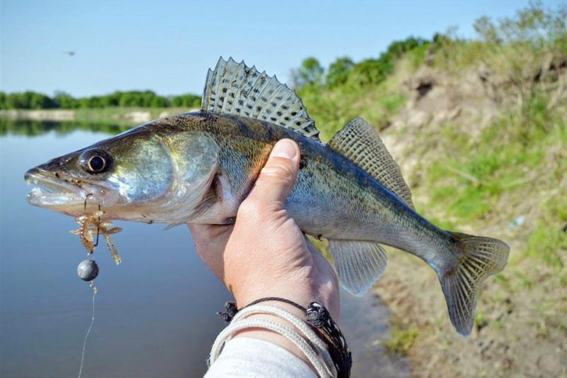 Hunting season dates and bag limits set