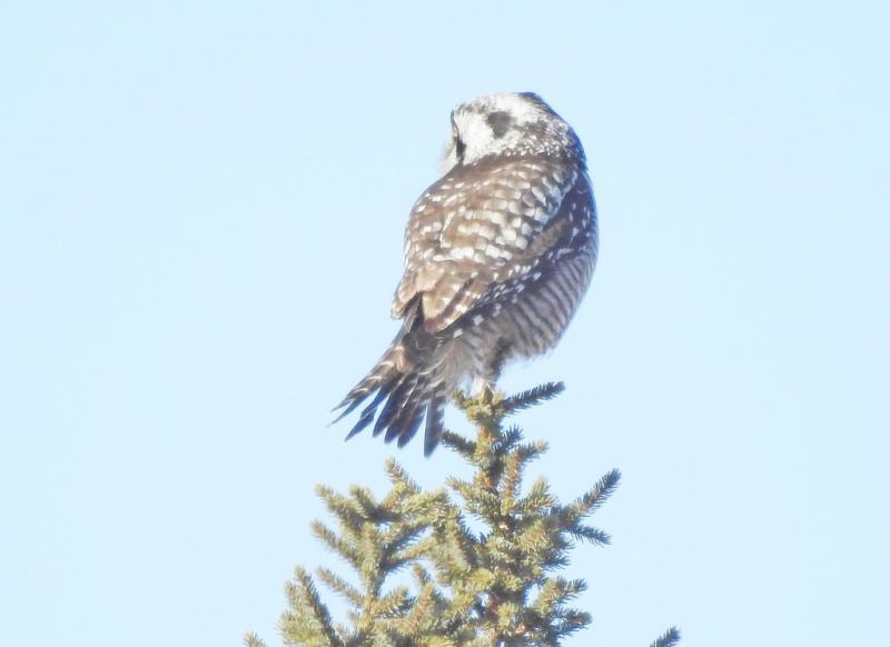 I spotted a northern hawk owl