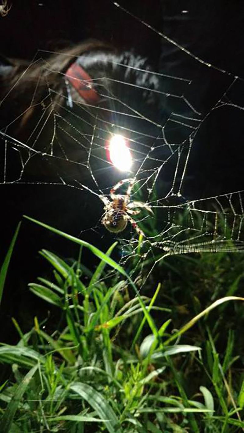Insects are a guide to biodiversity