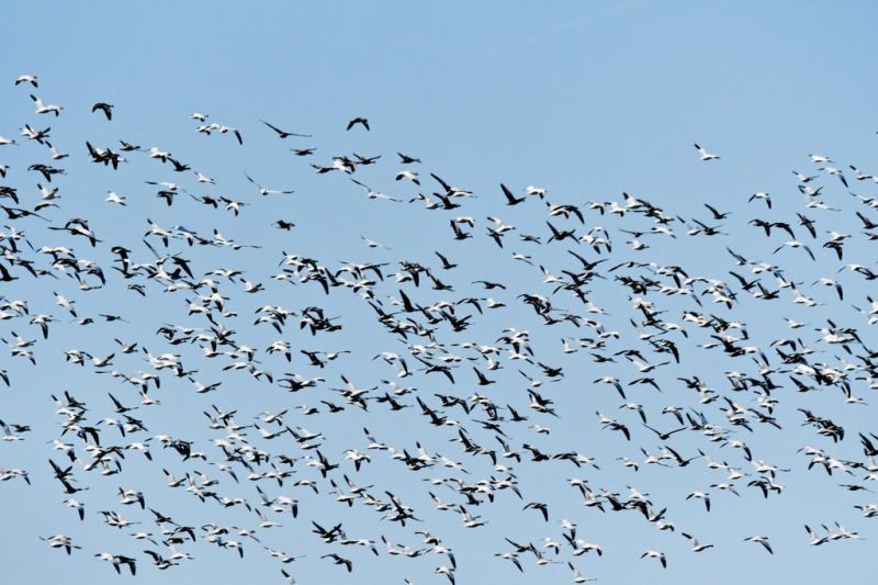 It was a waterfowl bonanza in Indiana