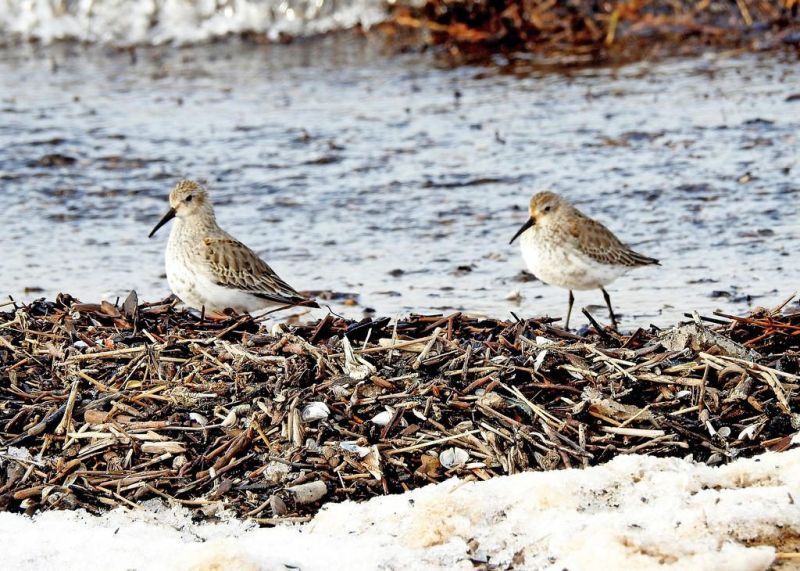 January's been a great month for birding