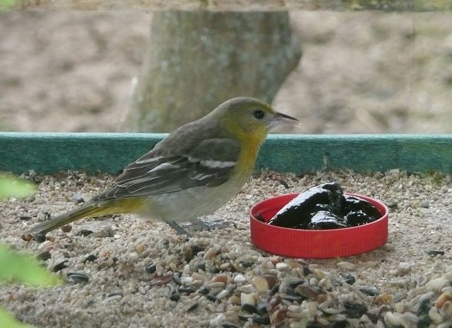 January was an excellent month for Ohio birders