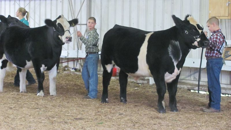 Junior Fair Market Steer, Feeder Calf, and Beef Breeding Show winners named at Tuscarawas County Fair