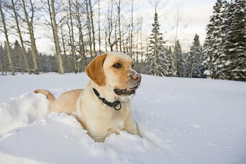 Keep pets safe in cold weather