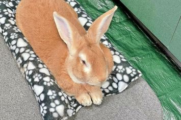 Kids can read books to a dog or bunny