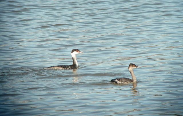 Lakewatch in Northeast Ohio