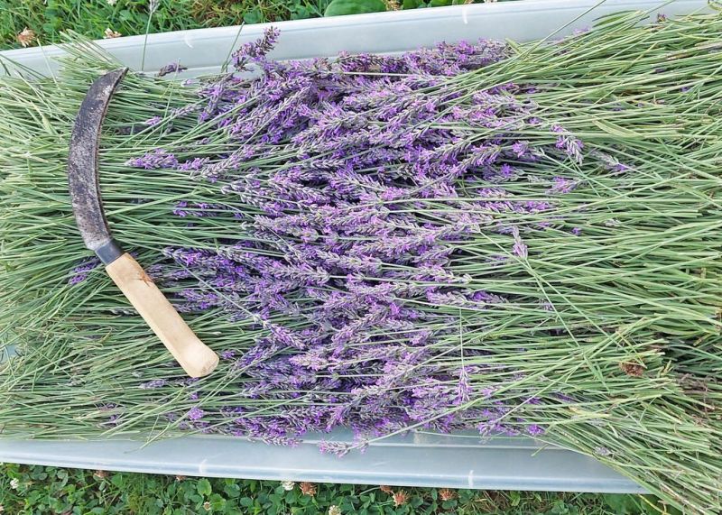 Lavender Trails holding annual Vendor Days