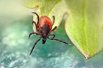 Learn more about ticks and disease