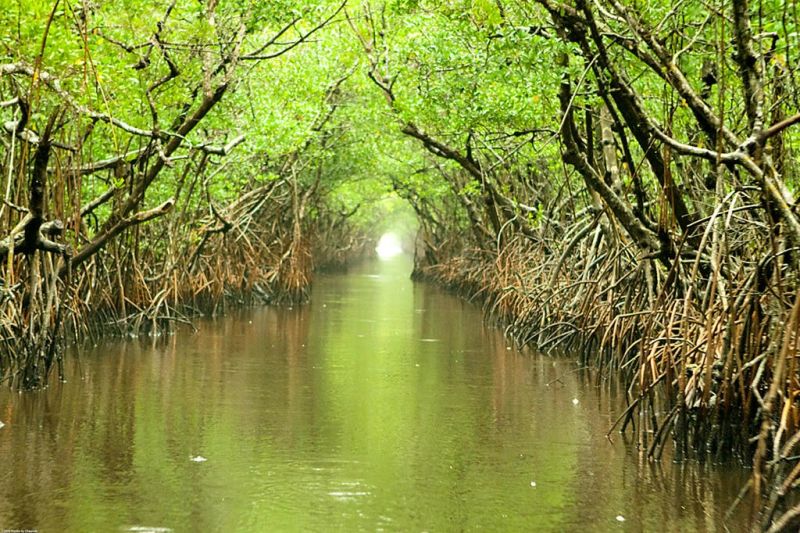 Library to host Everglades guide