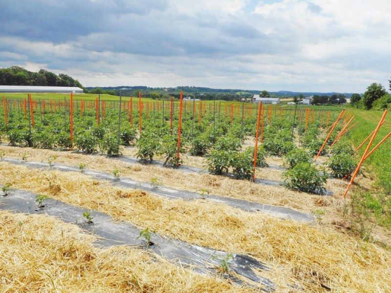 Local cooperative helping plain communities to preserve agricultural heritage