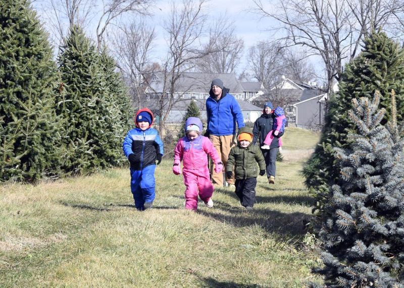 Local farm has provided trees for 70 holiday seasons