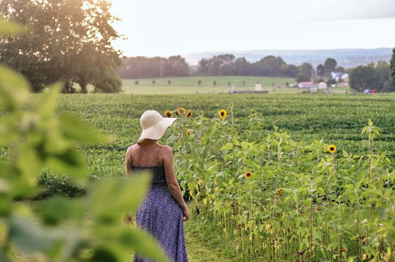 Local farm offers seasonal pick-your-own flowers