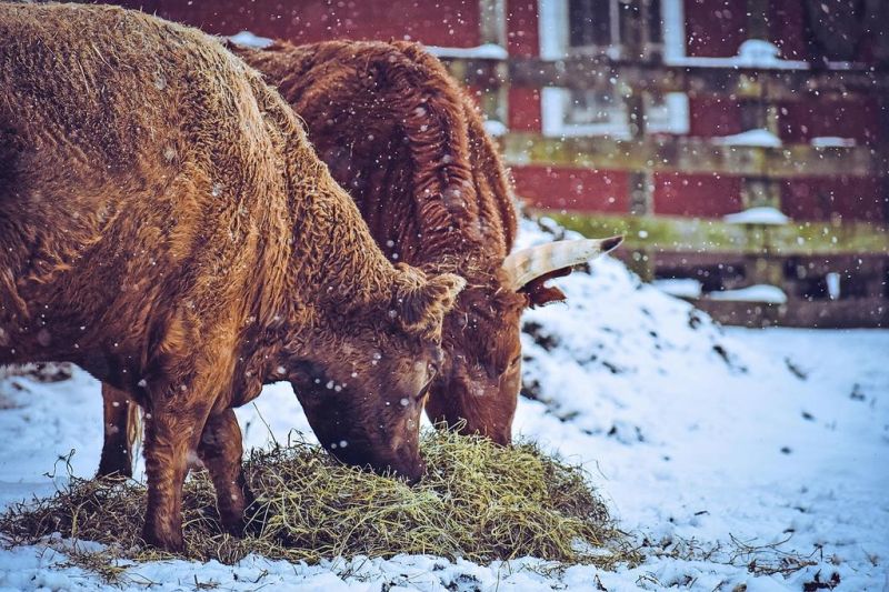 Local program offers winter feeding options for beef cows