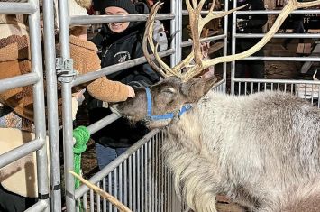 Lockport hosts reindeer