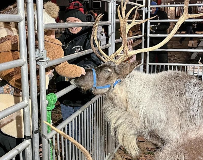 Lockport hosts reindeer