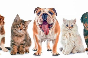 Low-cost rabies vaccine clinic set for Aug. 30 at fairgrounds