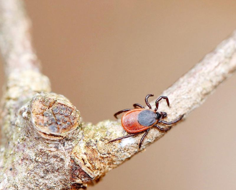 Lyme disease on the rise in region